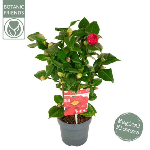 Camellia japonica 'Dr King'