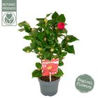 Camellia japonica 'Dr King'