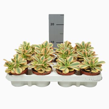 Aeonium decorum 'Tricolor'