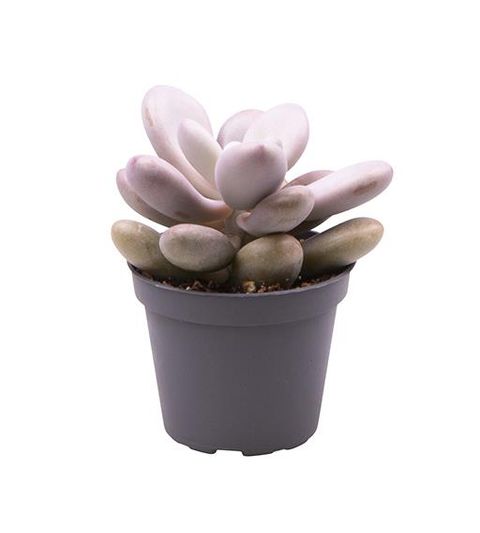 Pachyphytum oviferum 'Pink Panther'