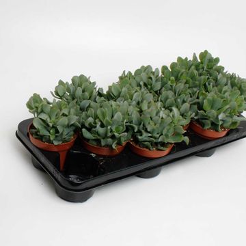 Crassula arborescens cristata