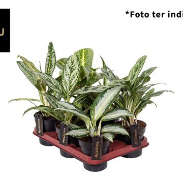 Aglaonema MIX