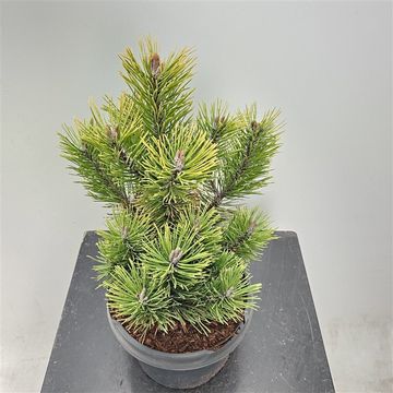 Pinus mugo 'Golden Glow'