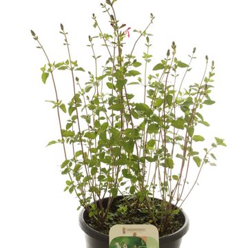 Salvia microphylla 'Hot Lips'