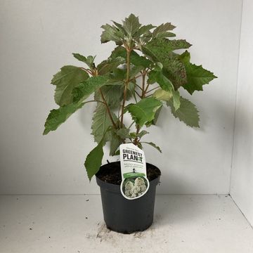 Hydrangea quercifolia SNOWFLAKE