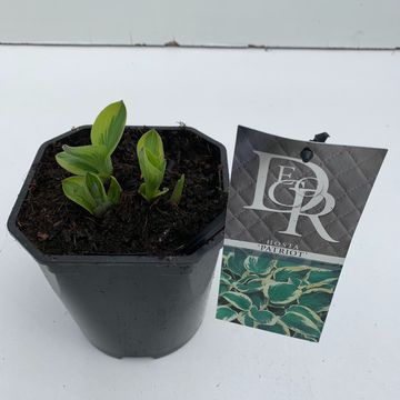 Hosta 'Patriot'