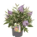 Buddleja davidii BUTTERFLY CANDY LILA SWEETHEART