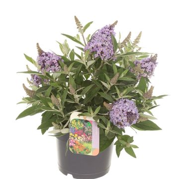Buddleja davidii BUTTERFLY CANDY LILA SWEETHEART