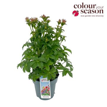 Astrantia major 'Pink Pride'