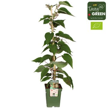 Actinidia deliciosa 'Jenny'