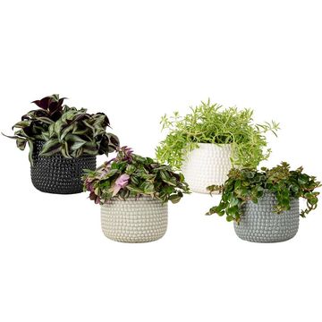 Plantas o interior MIX