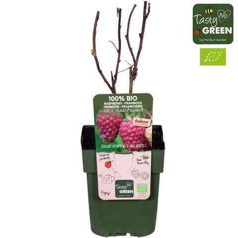 Rubus idaeus 'Naschmich'