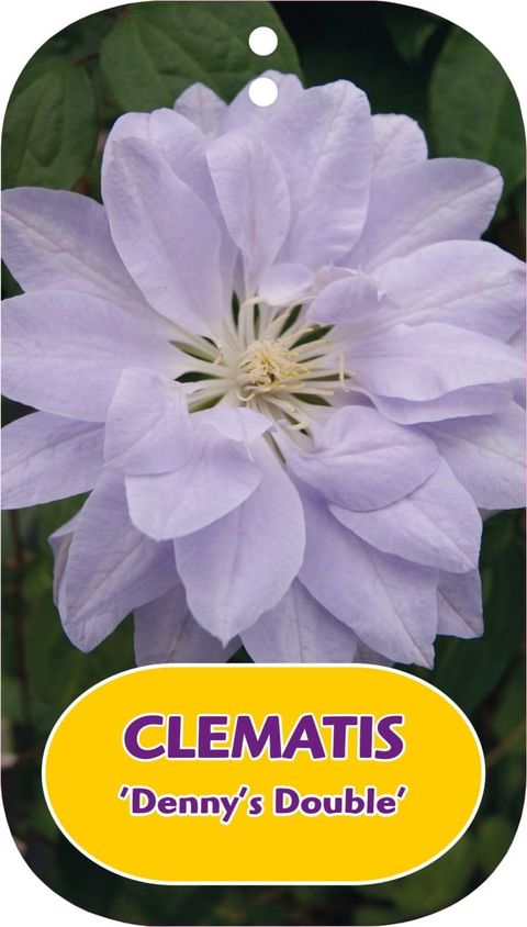 Clematis 'Denny's Double' (EL)