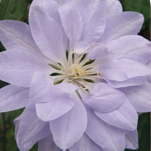 Clematis 'Denny's Double' (EL)