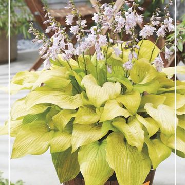 Hosta 'Ki-renjyaku'