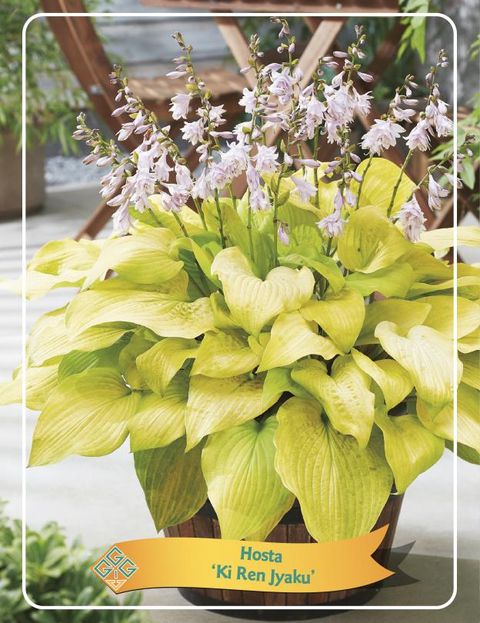 Hosta 'Ki-renjyaku'