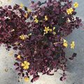 Oxalis vulcanicola