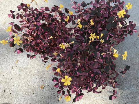 Oxalis vulcanicola