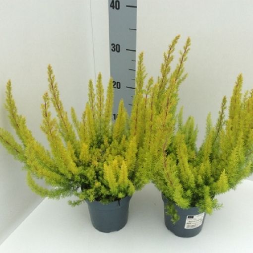 Erica arborea Alberts Gold (P12 cm H25 - 35 cm) – Plant Wholesale ...