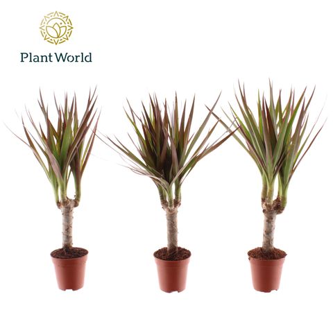 Dracaena marginata 'Magenta'