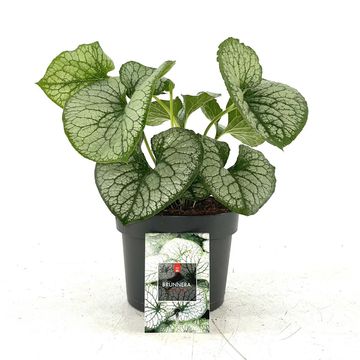 Brunnera macrophylla 'Jack Frost'