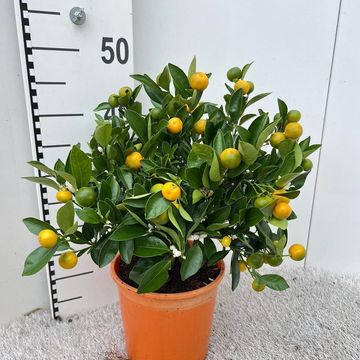 x Citrofortunella microcarpa