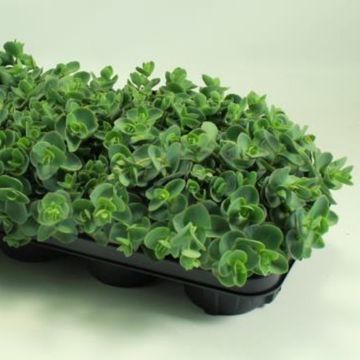 Sedum ewersii