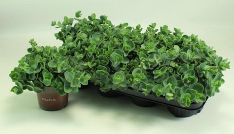 Sedum ewersii