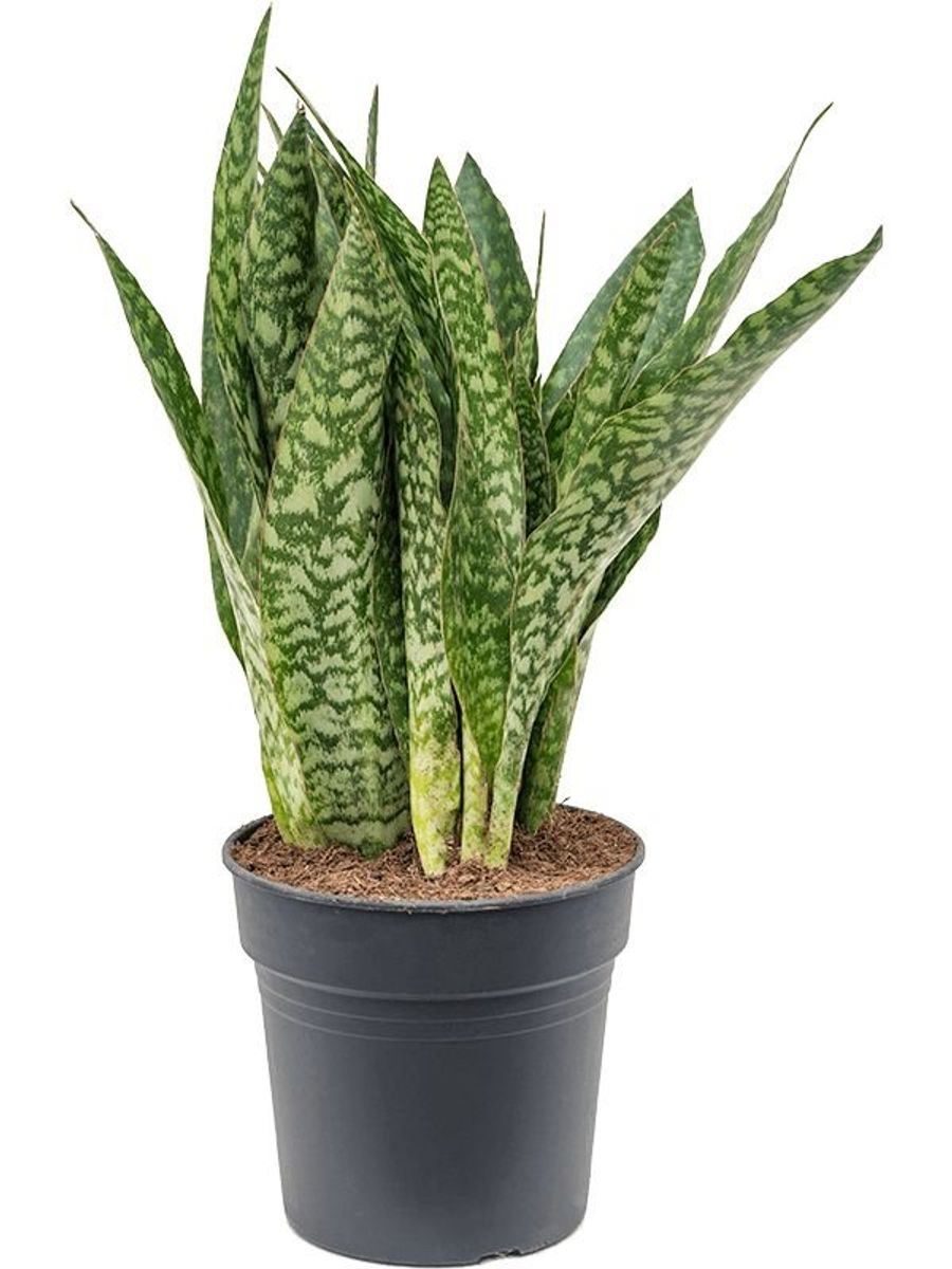 Sansevieria aubrytiana 'Dragon' — Plant Wholesale FlorAccess