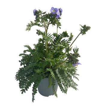 Polemonium 'Hurricane Ridge'