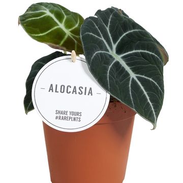 Alocasie 'Black Velvet'