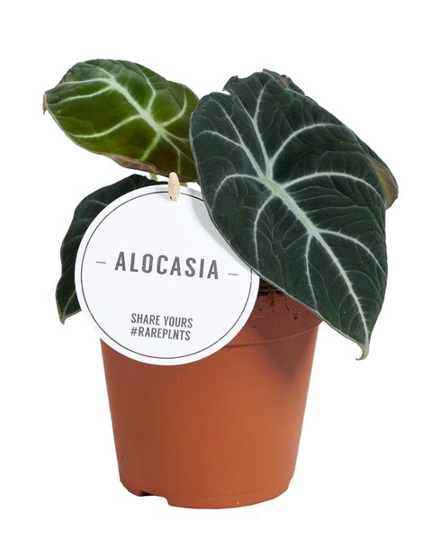 Alocasia 'Black Velvet'