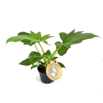 Філодендрон warszewiczii