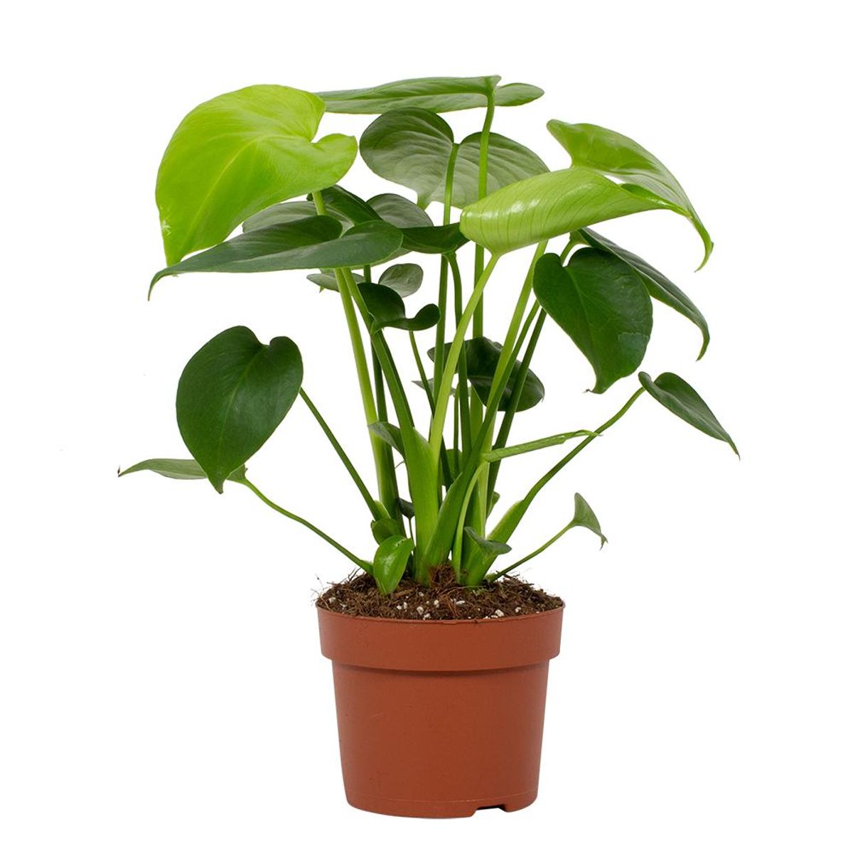 Monstera deliciosa — Plant Wholesale FlorAccess