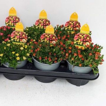 Delosperma  ICE CREAM MIX