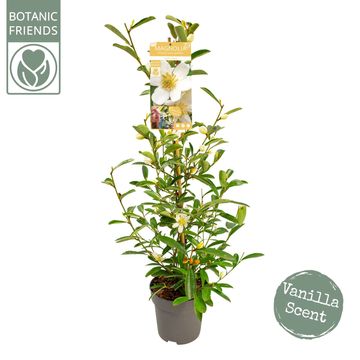 Magnolia laevifolia VANILLA PEARLS