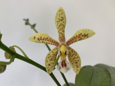 Phalaenopsis stuartiana x mannii