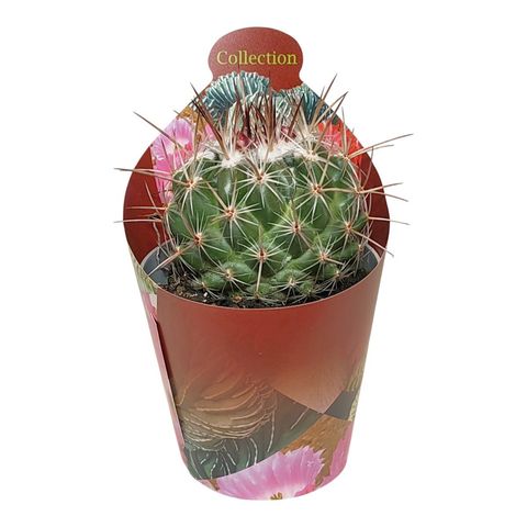 Thelocactus saussieri
