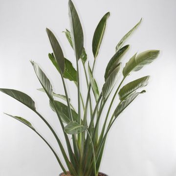 Strelitzia reginae