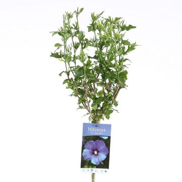 Hibiscus syriacus 'Oiseau Bleu'