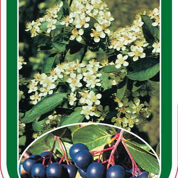 Aronia melanocarpa