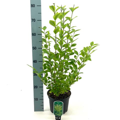 Ligustrum ovalifolium 'Aureum'