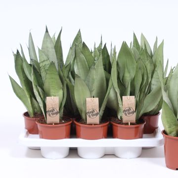 Sansevieria trifasciata 'Moonshine'