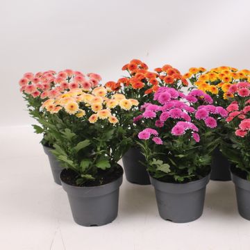 Chrysanthemum JELLYFISH MIX