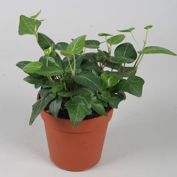 Hedera helix 'Natasja'
