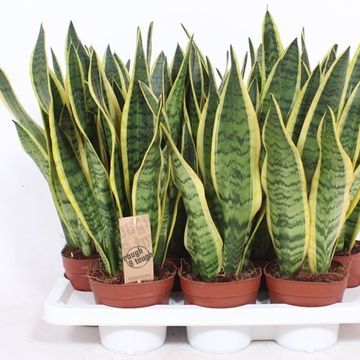 Sansevieria trifasciata 'Laurentii'