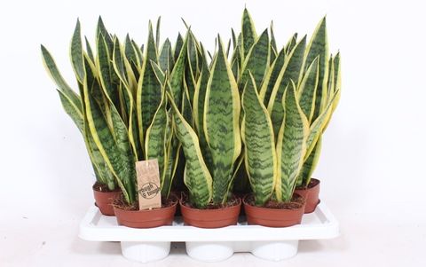 Sansevieria trifasciata 'Laurentii'