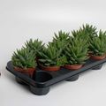 Aloe brevifolia