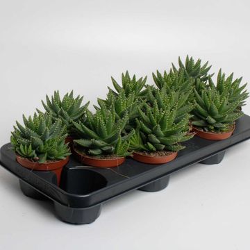 Aloe brevifolia