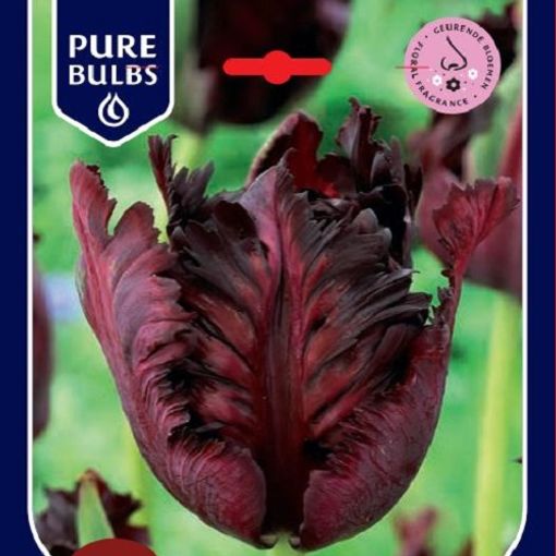 Tulipa 'Black Parrot' (Pure Plants / Bosrand / Deyl)